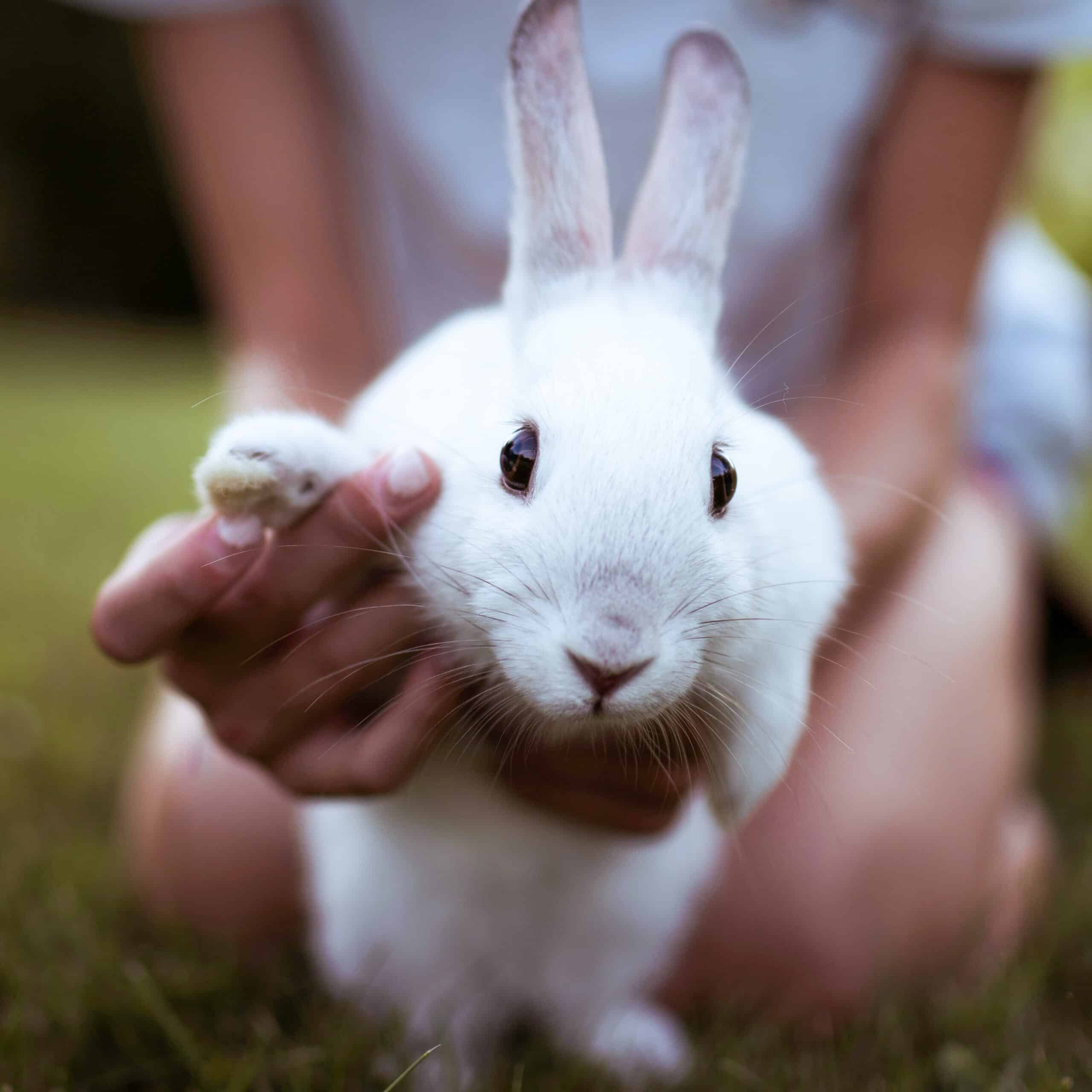 A childing holding a white rabbit
