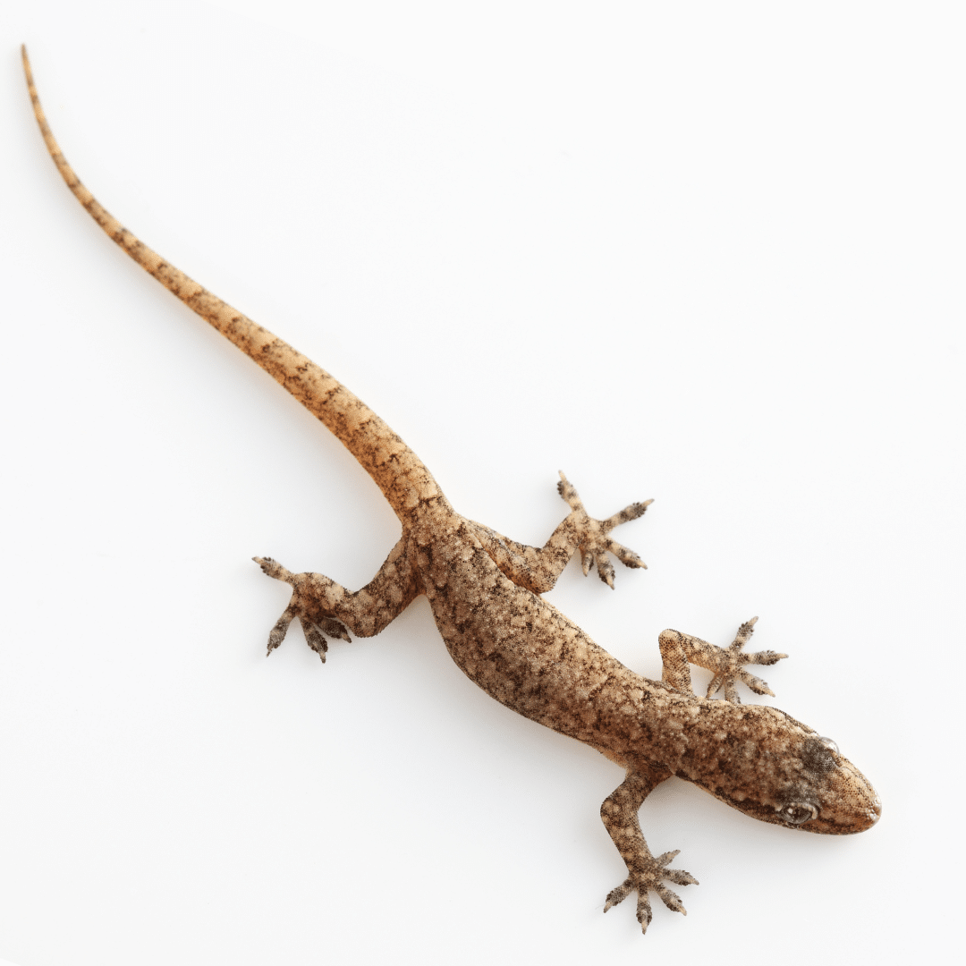 Yellow gecko on a white wall