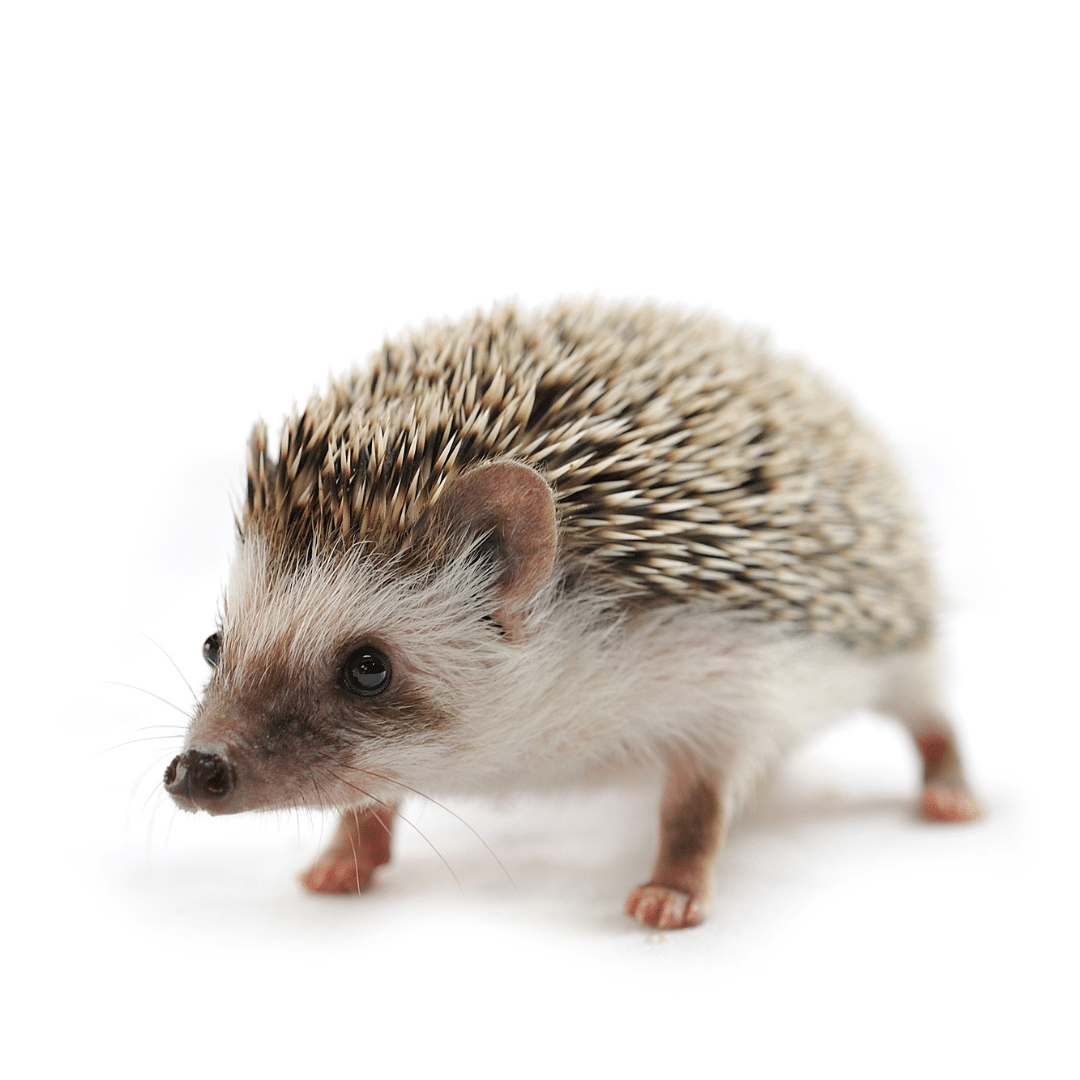 Hedgehog standing on a plain white backround