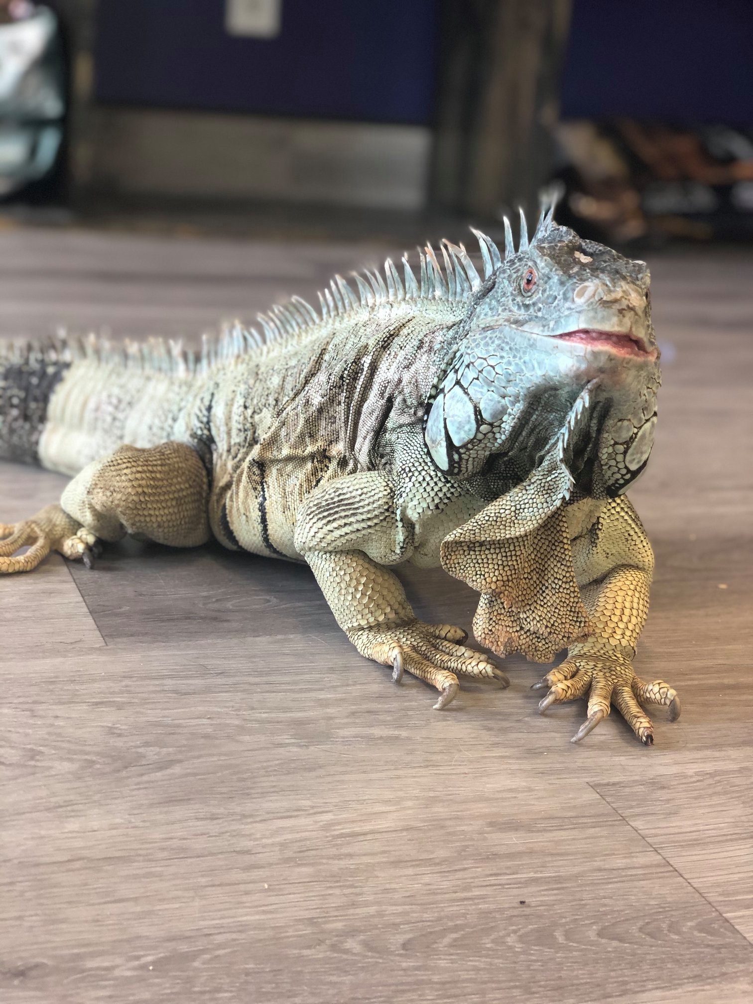 a huge pet iguana lizard on the wood floor