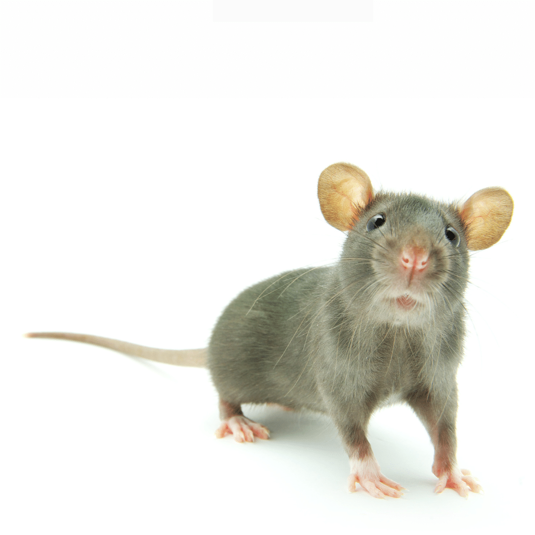 Gray rat standing on a plain white background