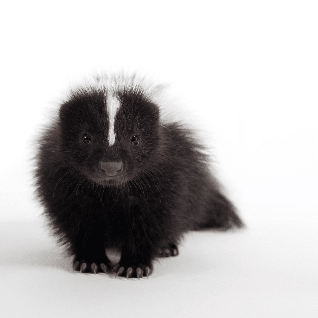 a descented skunk standing on a plain white background