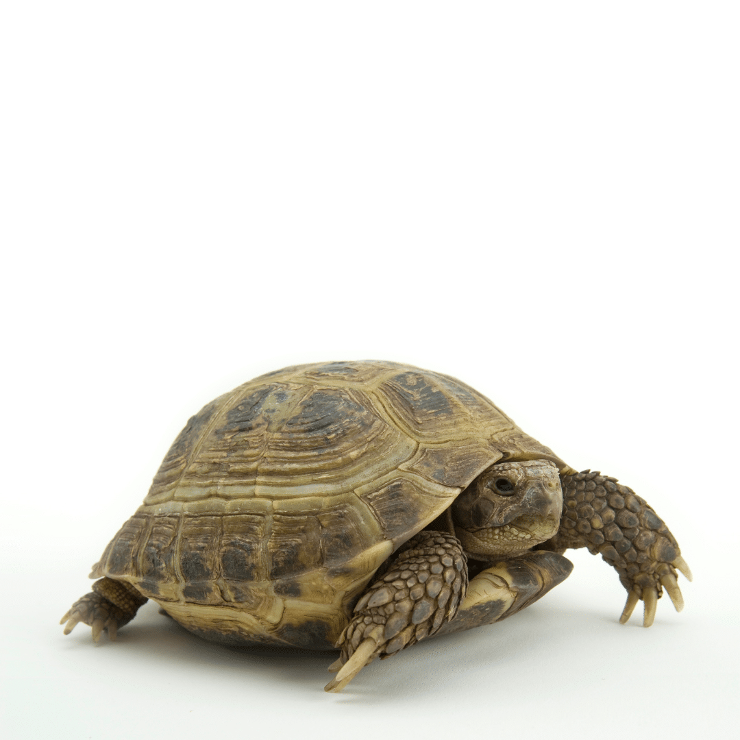 a desert tortoise standing on a plain white background
