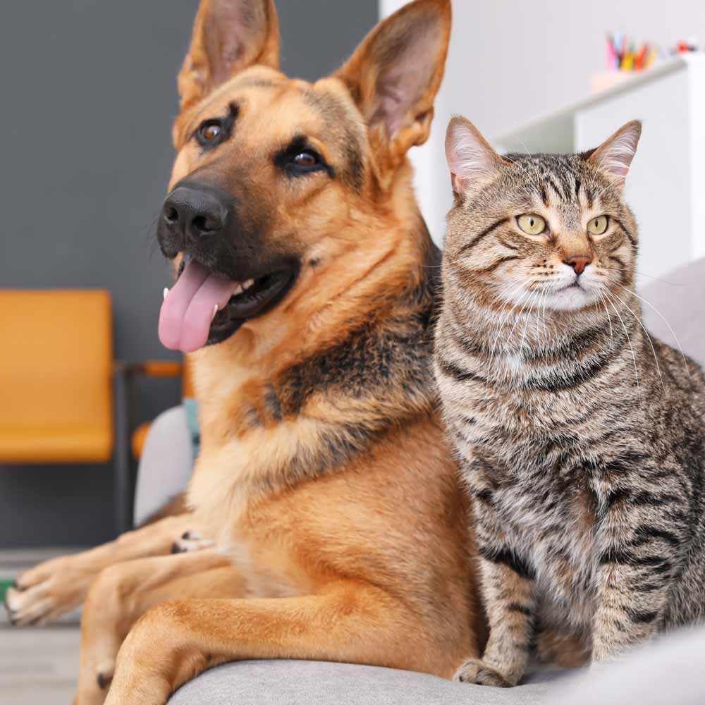 a dog with it's tongue sticking out sitting beside a tabby cat