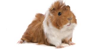 a tricolor Guinea pig standing on a plain white background
