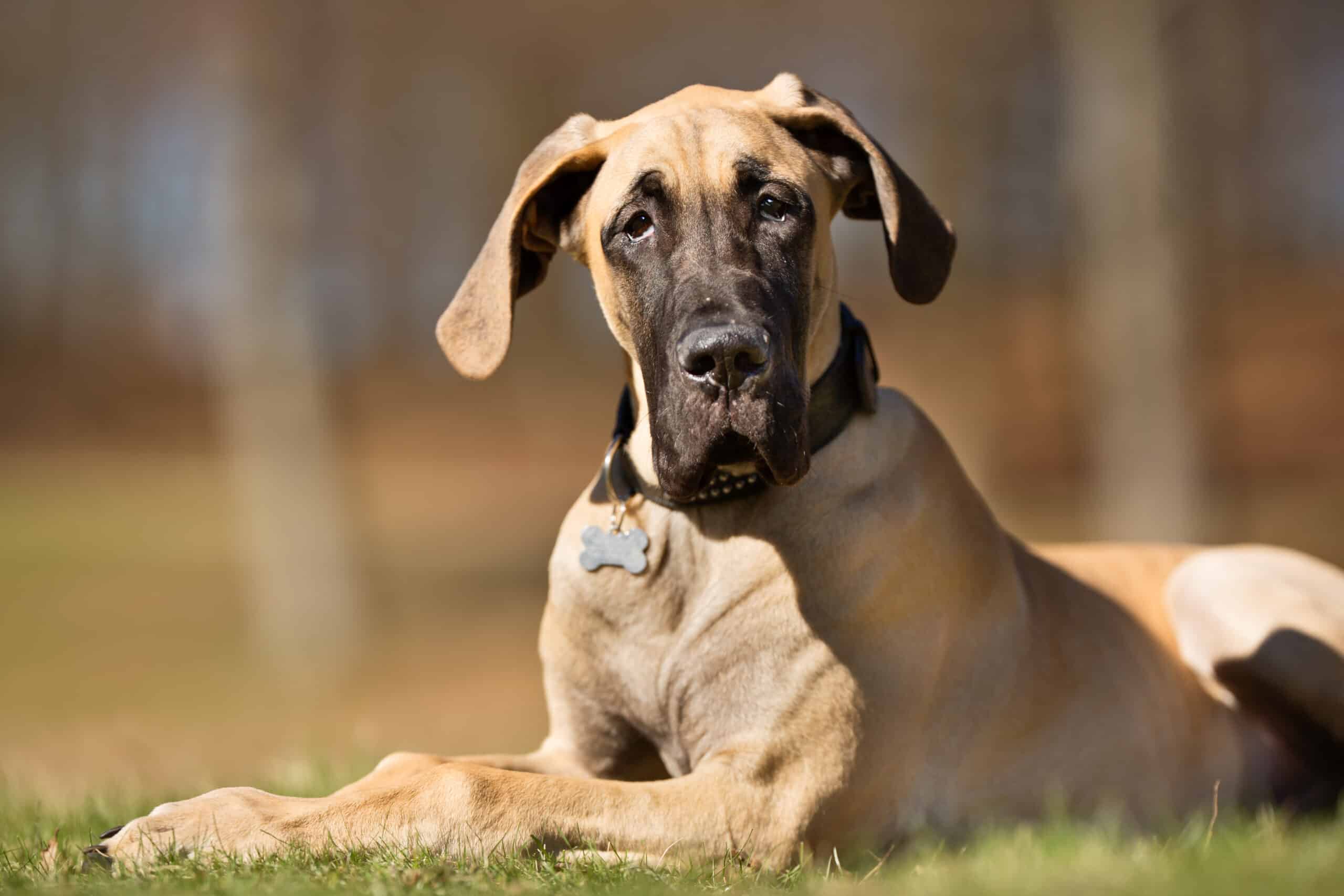 an image of an adult brown Great Dane sitting in the grass