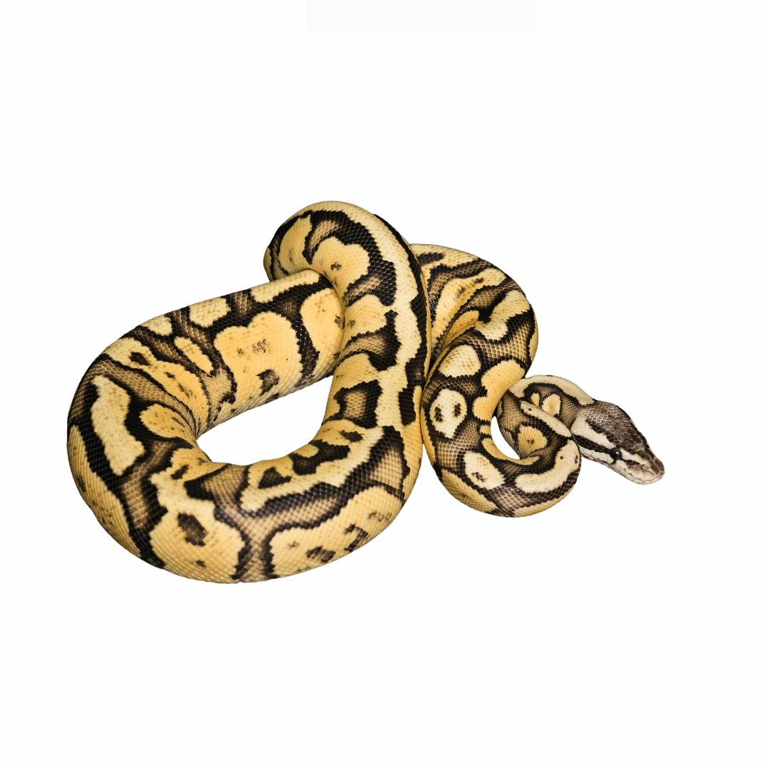 a yellow belly ball python on a plain white background