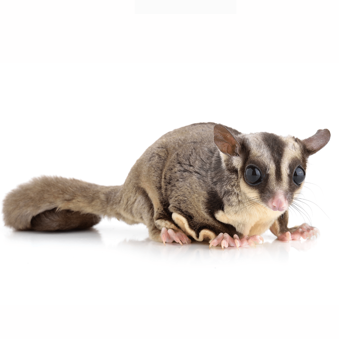 a sugar glider standing on a plain white background